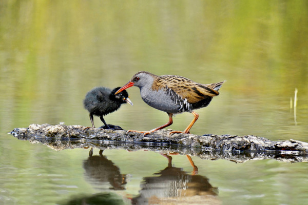 Water Rail