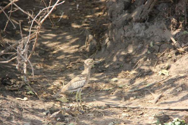 Water Thick-knee