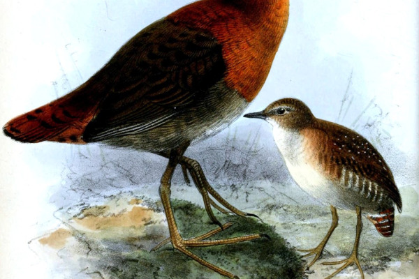 Waters's Rail
