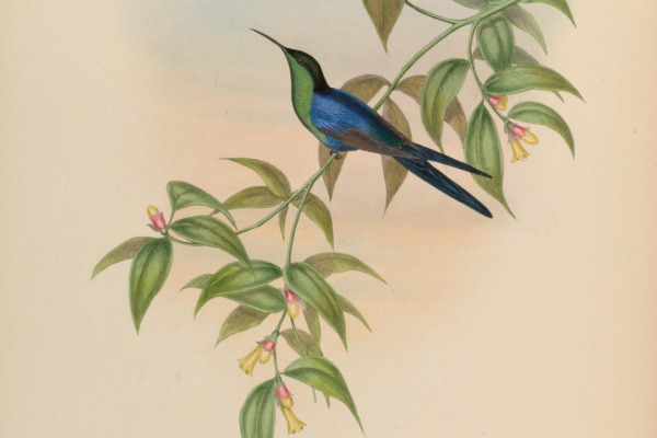 Waterton's Woodnymph