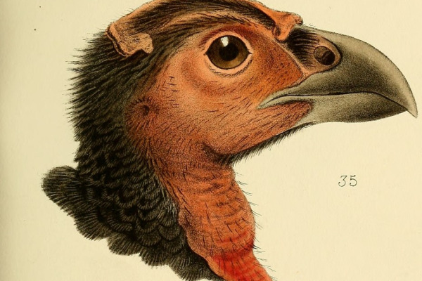 Wattled Brush Turkey