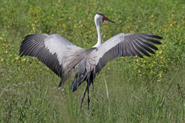 Wattled Crane