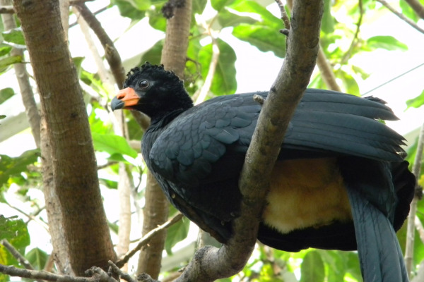 Wattled curassow