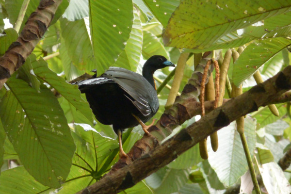 Wattled Guan