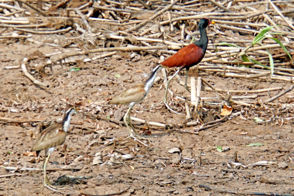 Wattled Jacana