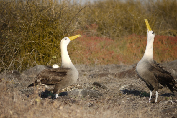 Waved Albatross
