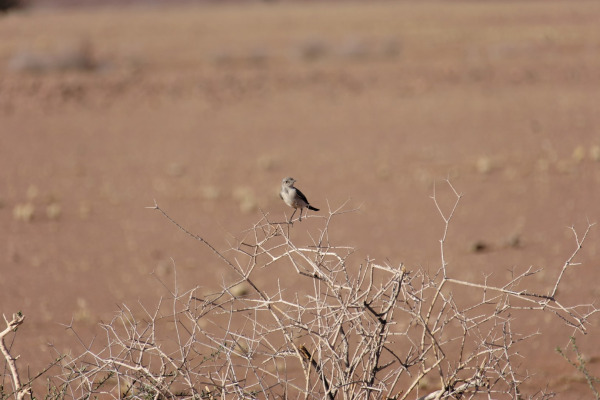 Wedge-tailed Grass-Finch