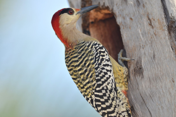 West Indian woodpecker