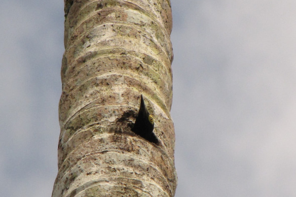 West Indian woodpecker