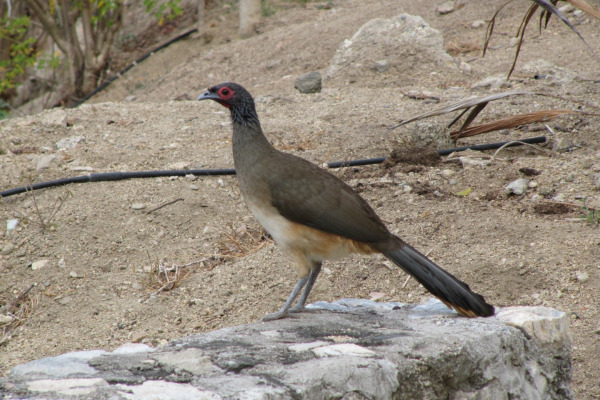 West Mexican Chachalaca
