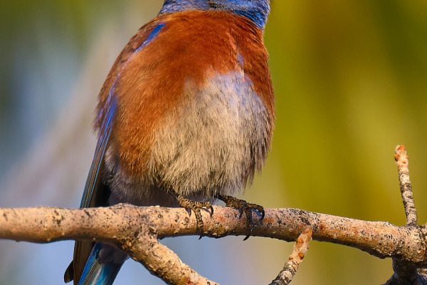 Western Bluebird