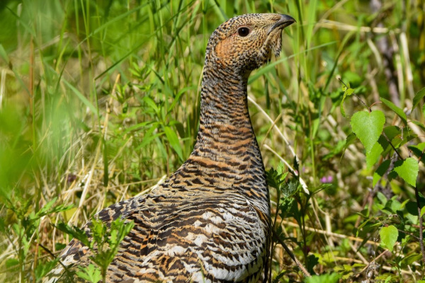 Western Capercaillie