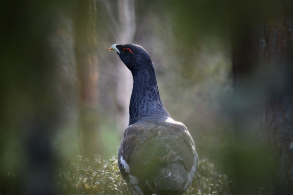 Western capercaillie