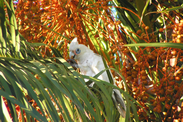 Western Corella