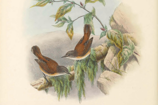 Western Gerygone