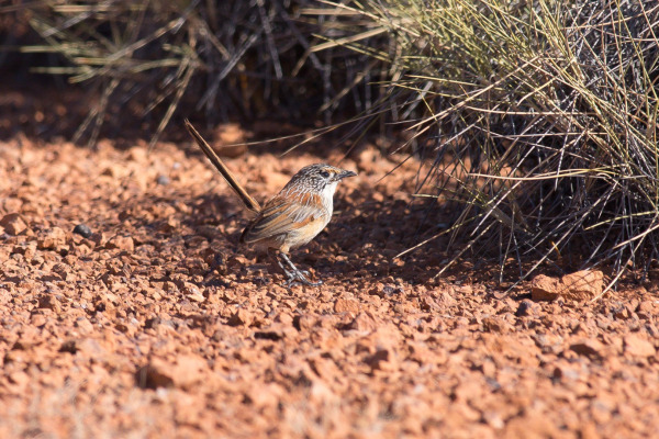 Western Grasswren
