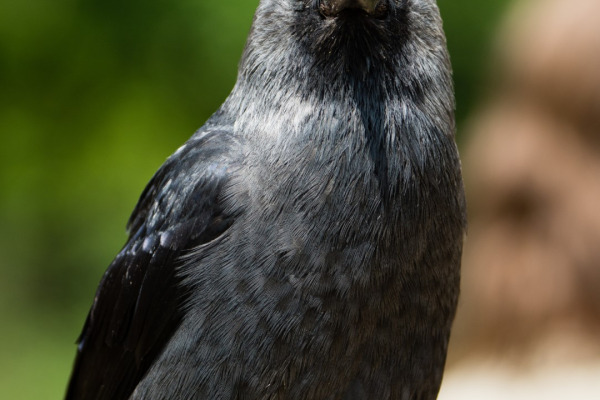 Western Jackdaw