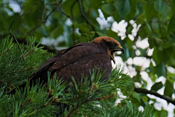 Western Marsh Harrier