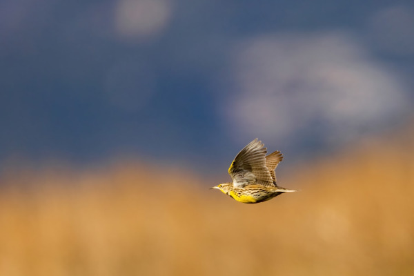 Western Meadowlark