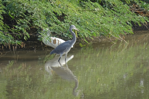 Western Reef Heron