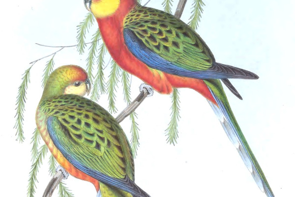 Western Rosella