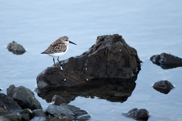 Western Sandpiper