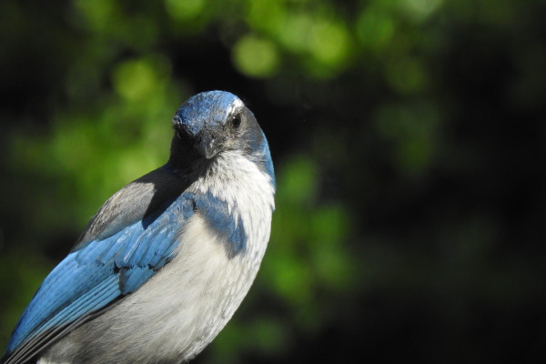 Western Scrub-Jay