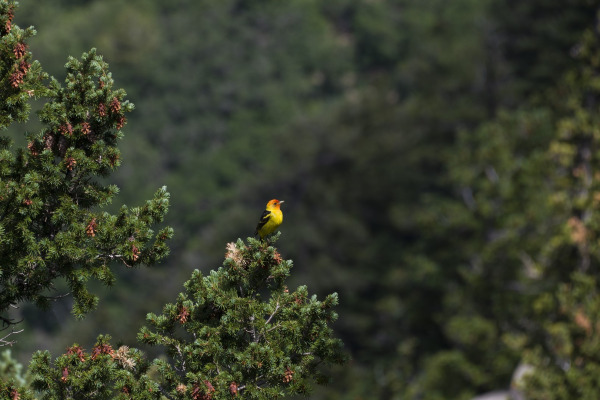 Western Tanager