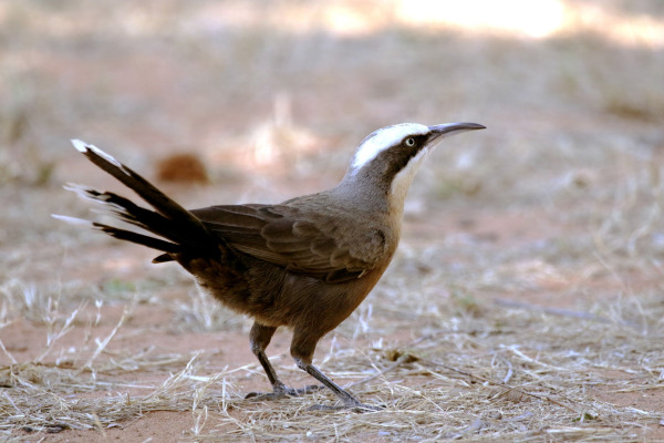 Western White-throated Treecreeper