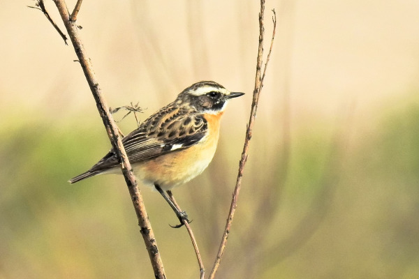 Whinchat