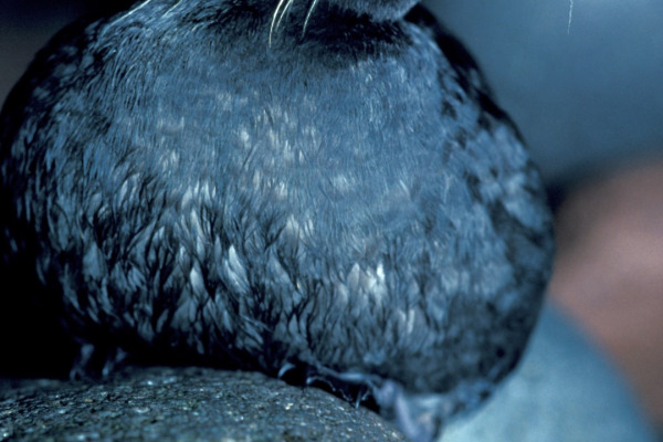 Whiskered Auklet