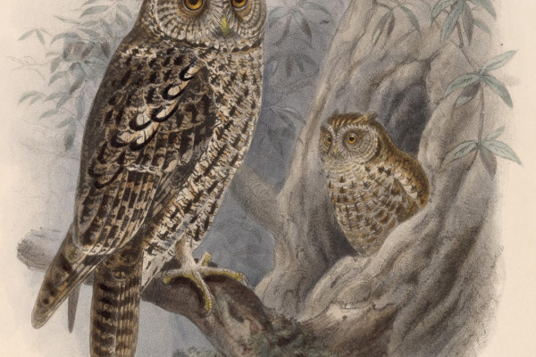 Whiskered Screech Owl