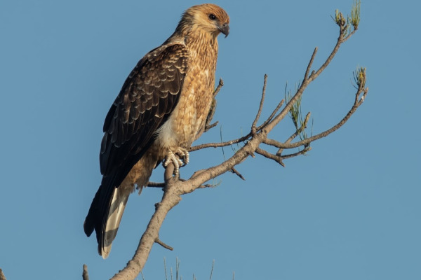 Whistling Kite