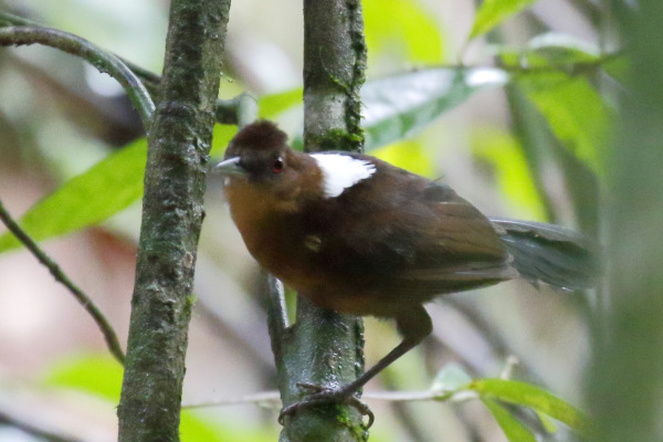 White-backed Fire-eye