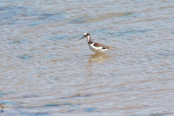 White-backed Stilt