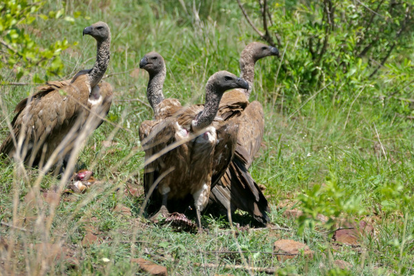 White-backed Vulture