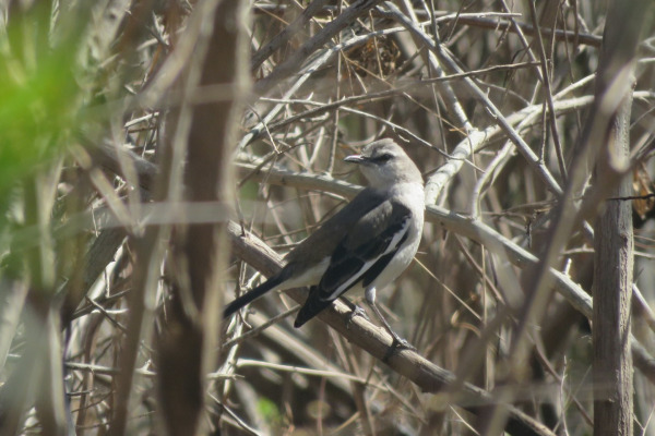 White-banded mockingbird