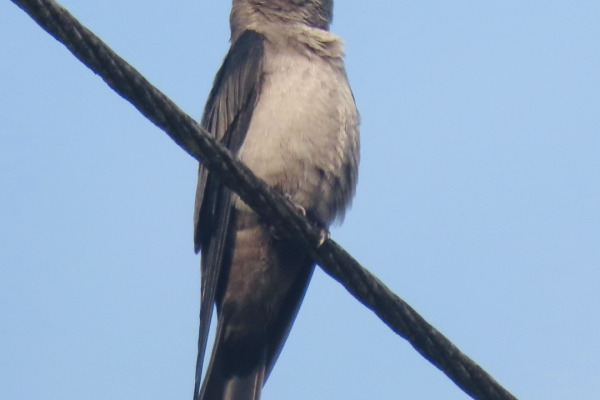White-banded Swallow