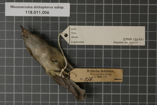 White-banded Tyrannulet