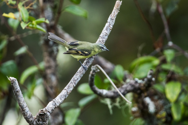 White-banded Tyrannulet