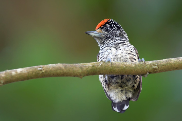 White-barred Piculet