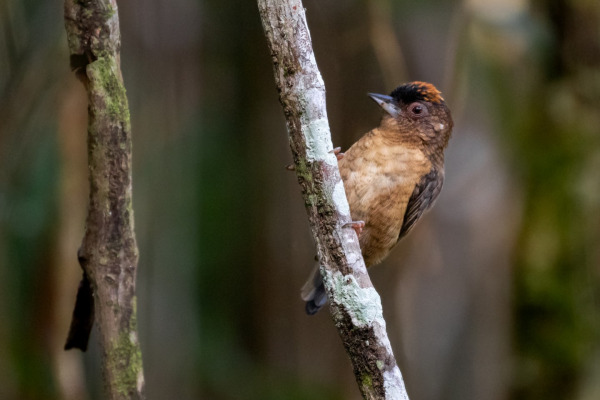 White-barred Piculet