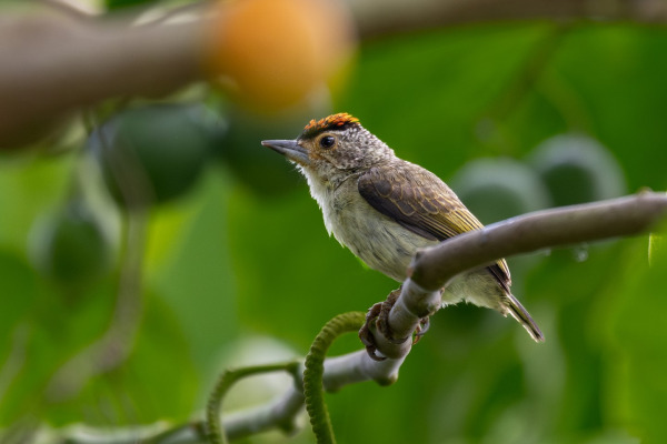White-barred Piculet