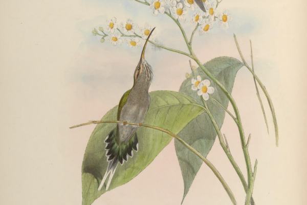 White-bearded Hermit