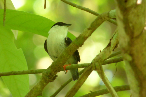 White-bearded Manakin