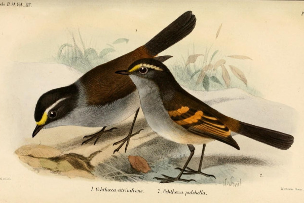 White-bearded Manakin