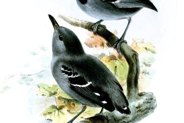 White-bellied Antbird