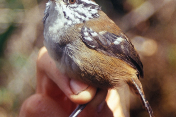 White-bellied Antbird
