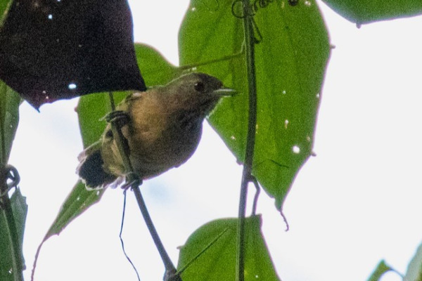 White-bellied Antbird