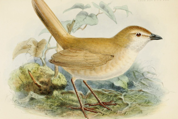 White-bellied Antpitta